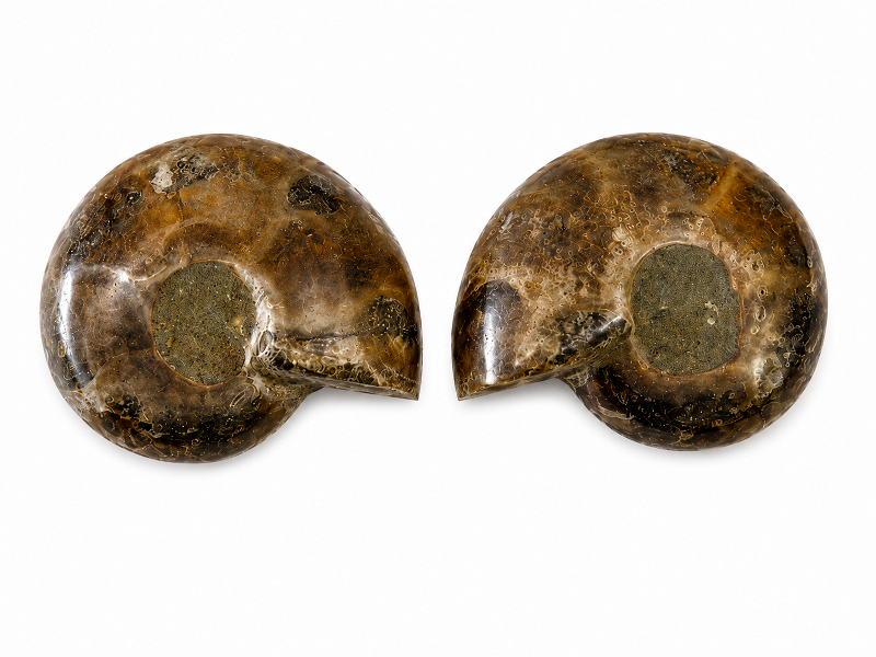 Ammonite Fossil 4cm CodeS517