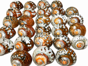 Sarmaticus Shell Natural Polished 6-7cm CodeS077