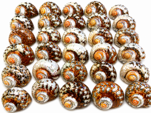 Sarmaticus Shell Natural Polished 7-8cm CodeS078