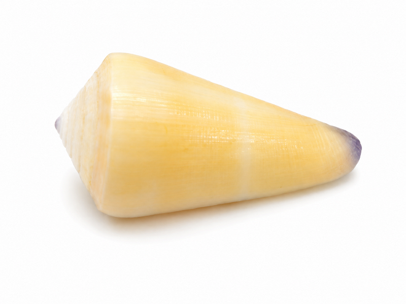 Conus Virgo Shell CodeJ142
