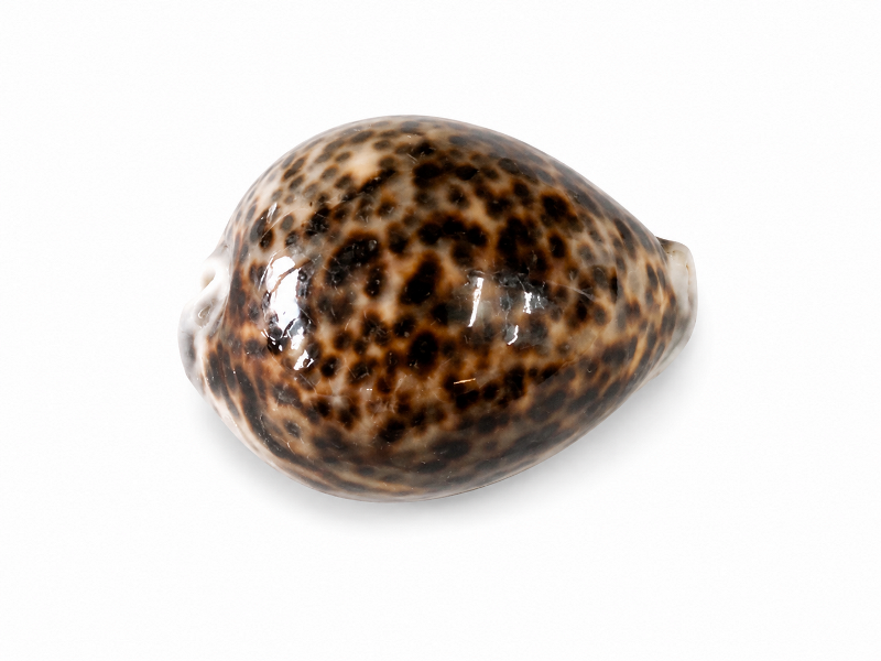 Cowrie Shell CodeJ144