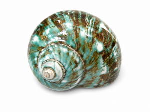 Madagascar Turbo Shell CodeJ395