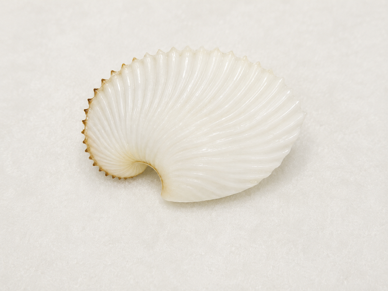 Paper Nautilus Shell CodeN005