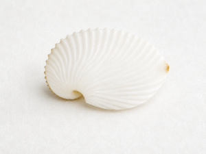 Paper Nautilus Shell CodeN009