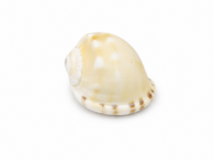 Cassis Grey Shell Codes216
