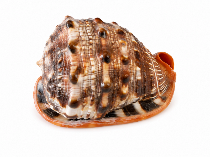 Cameo Shell CodeS493