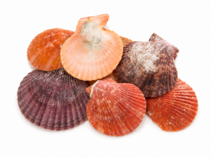 Scallop Shell Single CodeJ396