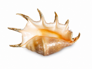 Lambis Truncata Shell CodeS520