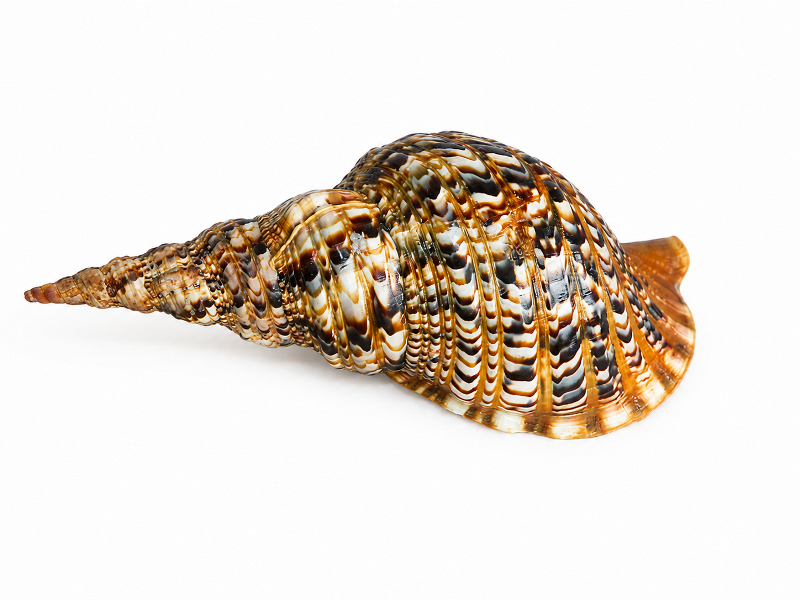 Triton Shell CodeS521