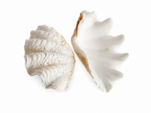 Clam Shell CodeS523