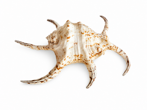 Lambis Scorpio Shells CodeS524