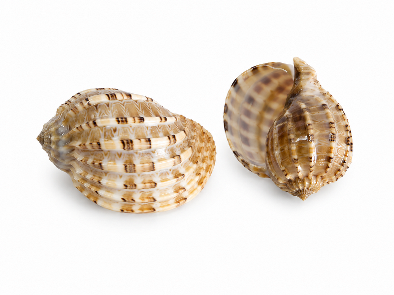 Harper Major Shell CodeS525