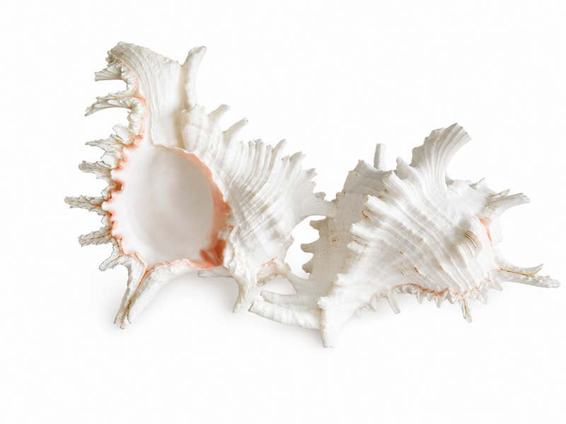 Pink Murex Shell CodeS526