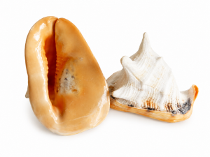 Cassis Cornuta Shell CodeS529