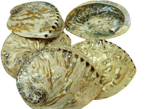 Abalone / Perlemoen natural polished Shell