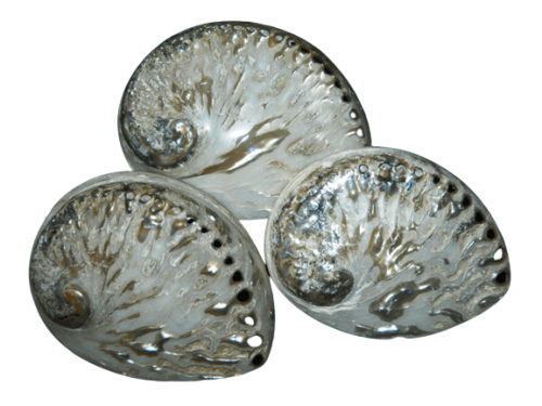 Abalone / Perlemoen natural polished Shell