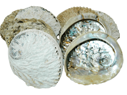 Abalone raw shell