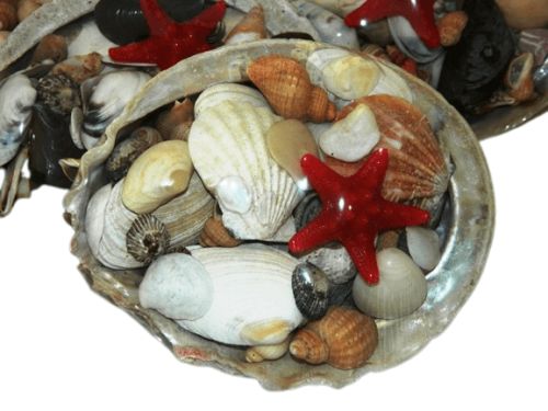 Abalone raw shell with assorted shells