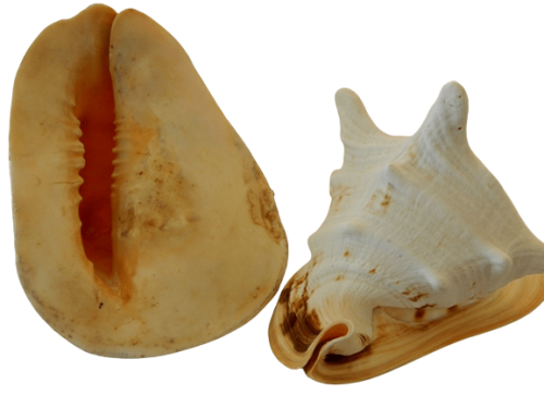 Cassis Cornuta