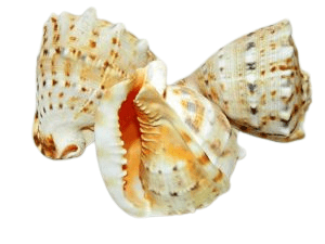 Cassis Cornuta Size 10cmX13cmX11cm