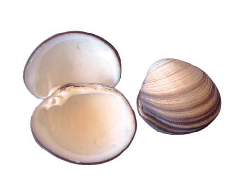 Clam-Maxima-123Size7cmx10cmx10cm