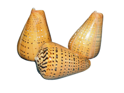 Conus Yellow Size11cmX7cm