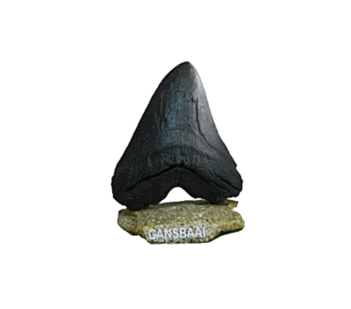 Megalodon replica made from crushed seashells and resin