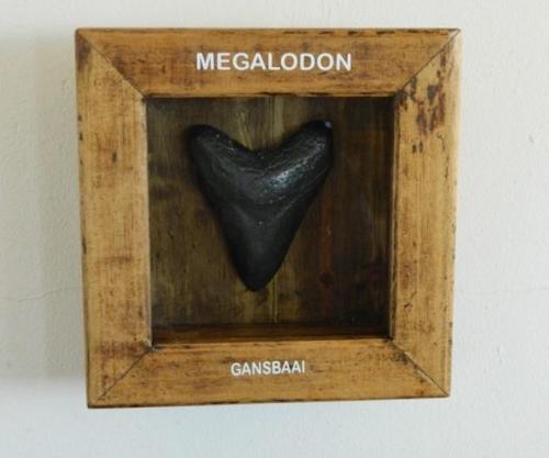 Megalodon Tooth Resin in Box CodeH025