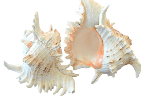 Murex Romosa