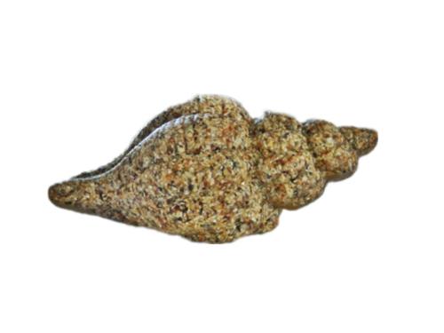 Sea Shell Resin Sarmaticus - CodeH028D